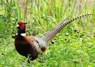 火影山鸡鱼最新爆料视频,揭秘忍者世界惊天秘密! 第1张 火影山鸡鱼最新爆料视频,揭秘忍者世界惊天秘密! 第1张